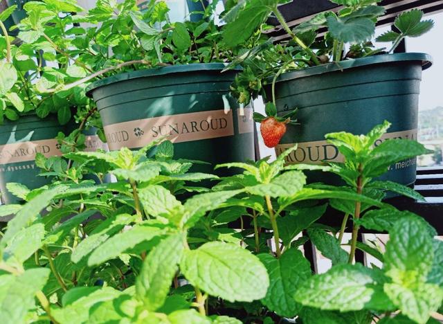 薄荷喜阴还是喜阳，薄荷喜欢酸性还是碱性（“2点”要充足）