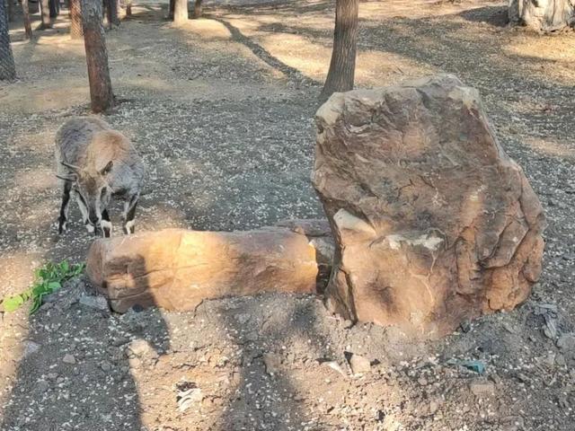 长春动植物园门票，动植物公园门票价格（这里室外区域全开放，去打卡~）