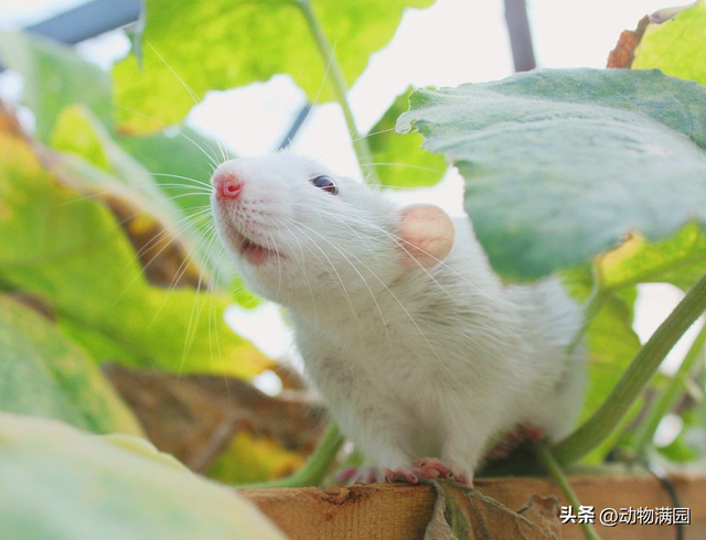 宠物鼠有几种，宠物鼠有哪几种（物种百科：花枝鼠）