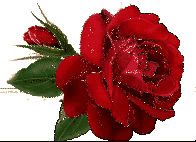 999朵玫瑰，送你999朵动态玫瑰花（999朵玫瑰邰正宵）