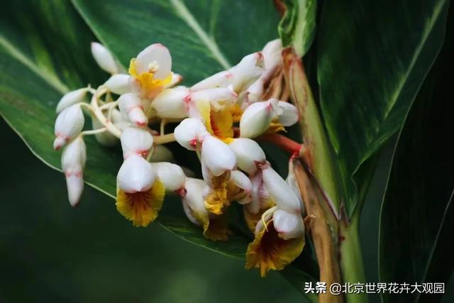豆蔻年华是形容女生还是男生，豆蔻年华是指女生还是男生（小花仙植物故事会之“豆蔻年华”）