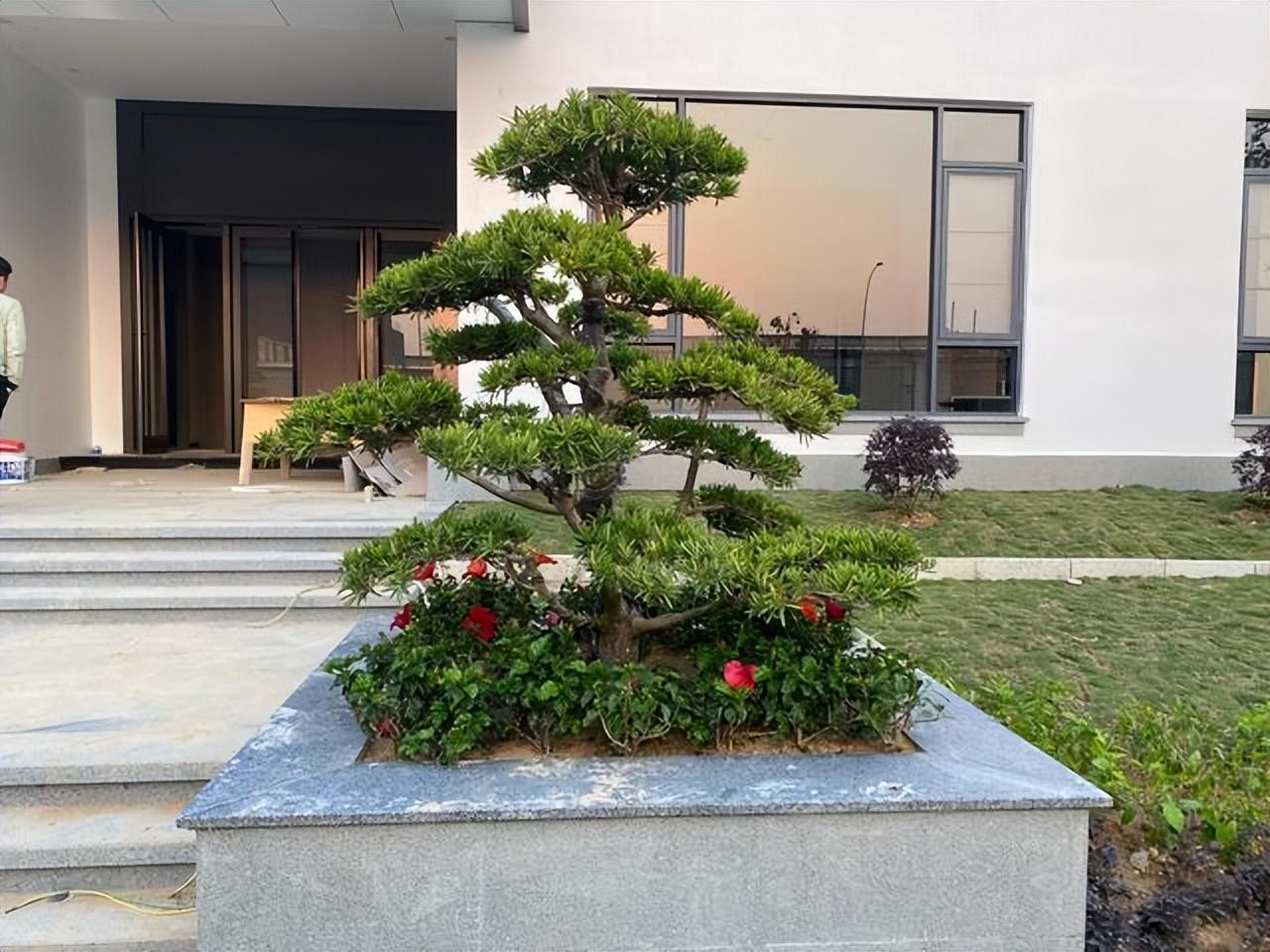 一,家有罗汉松,世代不受穷