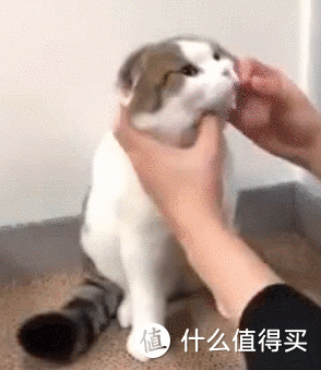 口加巴是什么字，口和巴加起来是什么字（猫咪喂药的方法推荐）