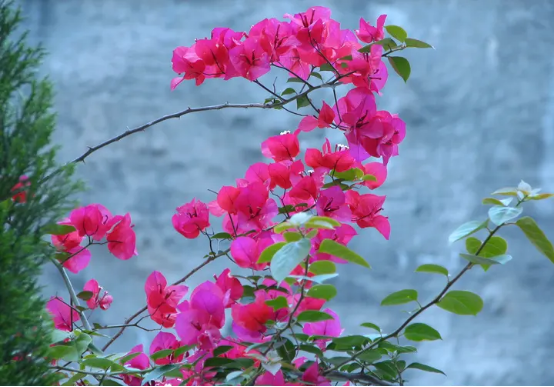 春天开的常见的花，春天的花有哪些（春天的花有哪些 名字）