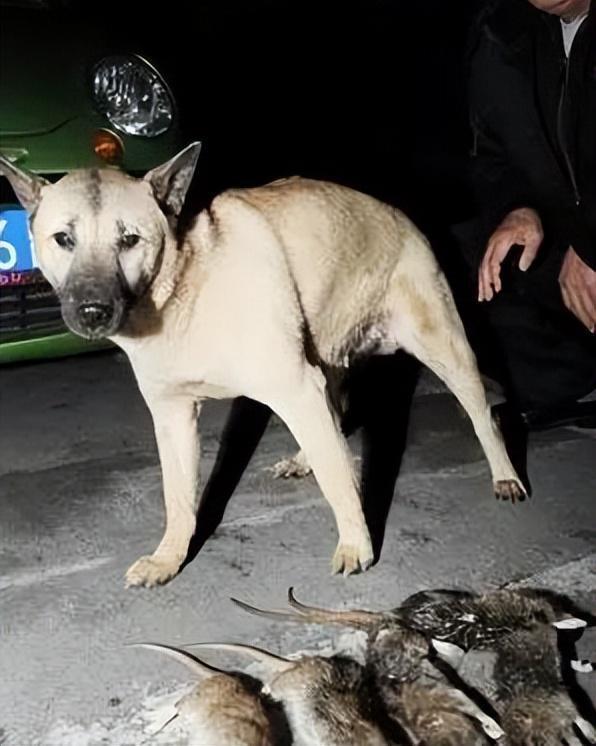 狗和鼠相配婚姻如何，猪和鼠相配婚姻如何 适合在一起吗（上海狗子与老鼠僵持6个小时）