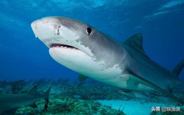 目前海洋最大的生物，最大的海洋生物有哪些（海洋中体型最大的）