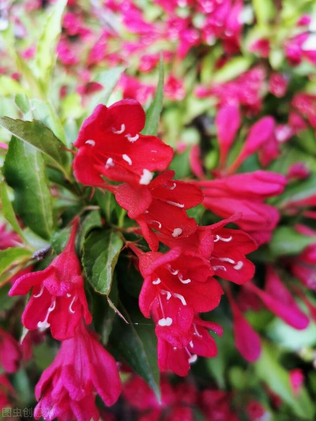 五彩锦带的养殖方法和注意事项，五彩锦带的养殖方法和注意事项有哪些（愿你人生前程似锦、绚丽多彩）