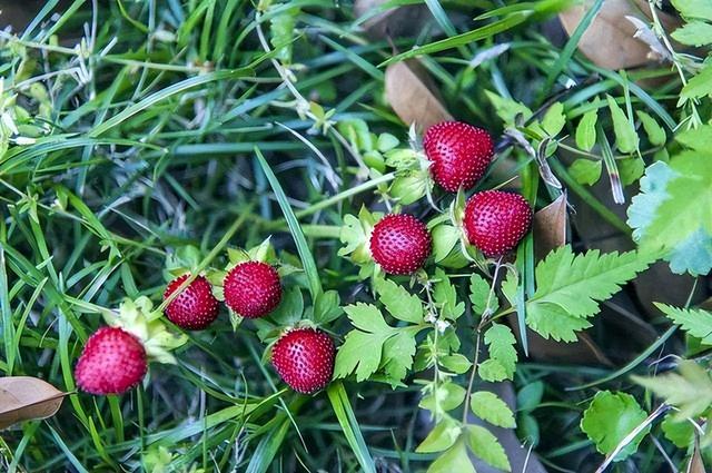 中国十大毒蛇，中国十大毒蛇排名 前十名（我国陆地第一毒蛇银环蛇）