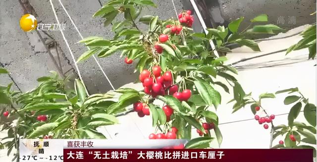 樱桃什么时候上市，汉源大樱桃上市时间（国产樱桃将于1月20日开始上市）