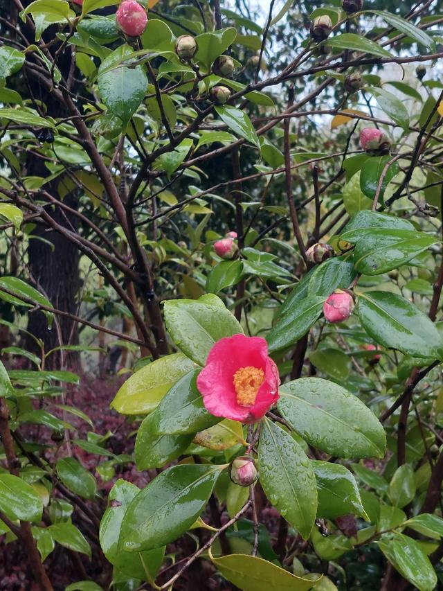 笑颜如花笑靥如花什么意思，笑靥如花什么意思（门当户对的爱情）
