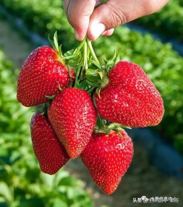 九九草莓特点，九九草莓有几个品种（中国草莓主要产地分布及品种介绍）