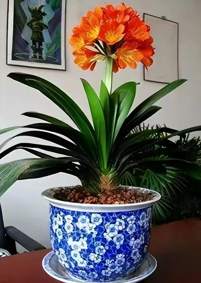 花与生活的关系花在生活中的用途，花给生活中带来了什么（美丽温馨又健康）