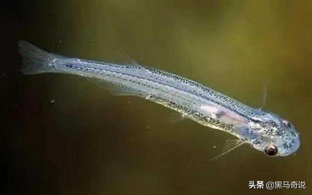 世界上最恐怖的鱼类是什么，世界上最恐怖的鱼是什么鱼,排行榜（十大恐怖生物告诉你）