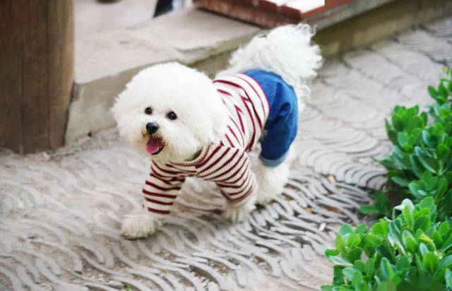比熊犬能长多大，比熊犬寿命有多长（纯种比熊的5大特征）