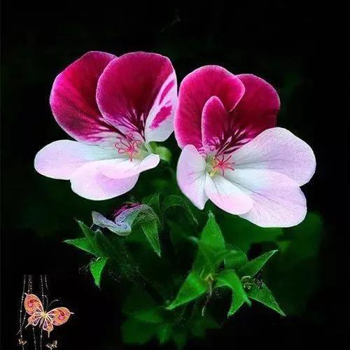 简约花朵系列背景图，微信头像，简约花朵系列背景图（吉祥花图片，精美微信头像）