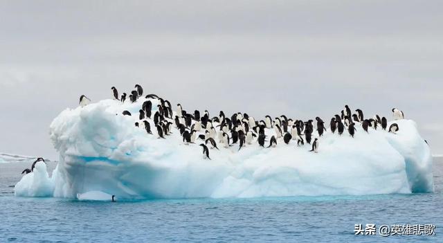 南极常年平均温度是多少，你知道南极平均温度多少吗（企鹅为啥活得有滋有味）