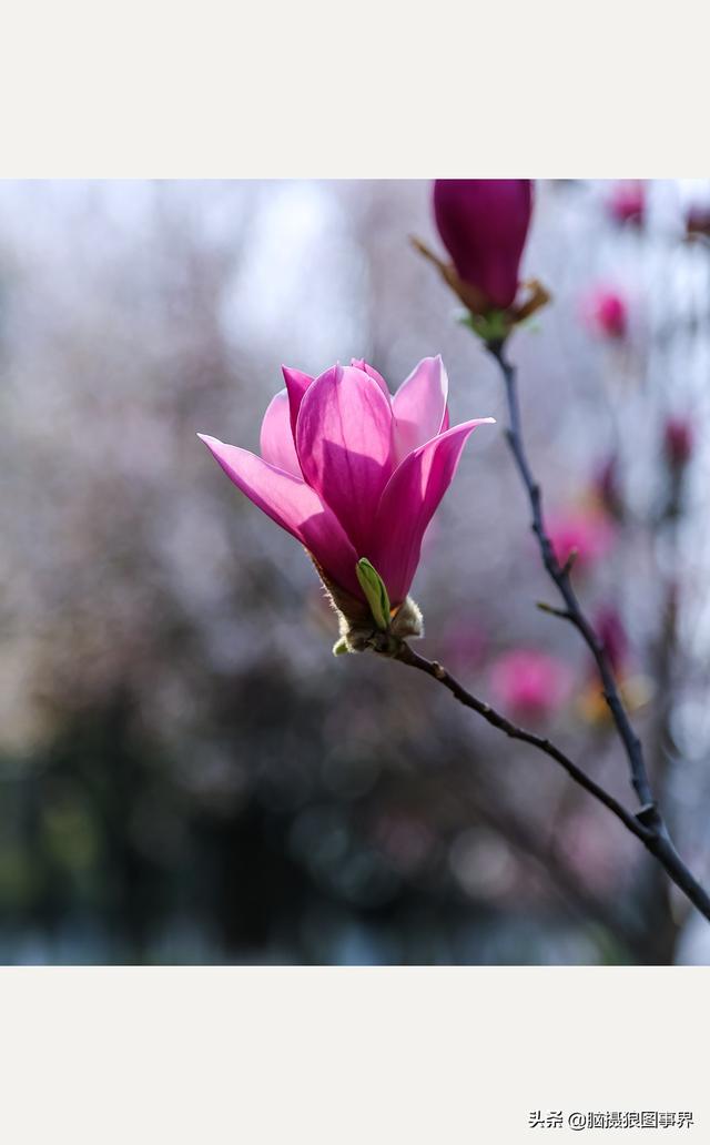 浪漫之花朵，一朵鲜花的浪漫（实拍26张玉兰花的照片图片）