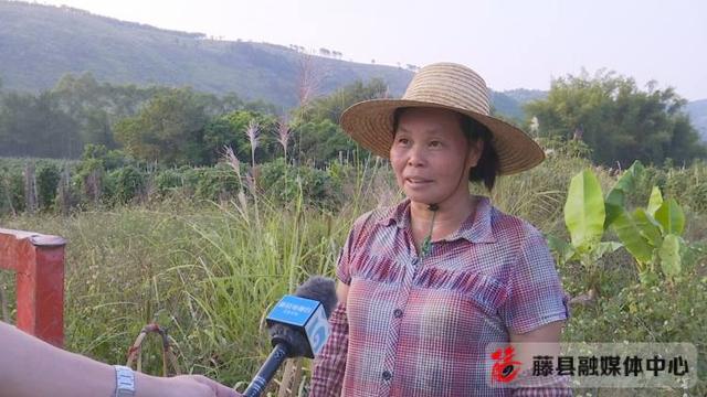 葛根多少钱一斤，葛根市场价多少钱一斤（藤县5万亩粉葛开始陆续采收上市）