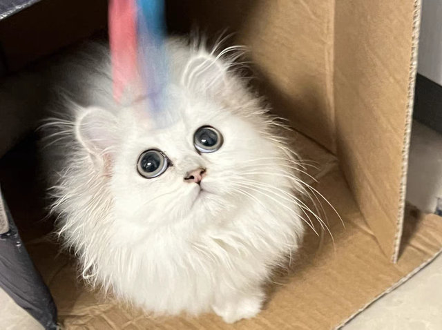 猫咪怎么驱虫，农村的猫咪怎么驱虫（猫咪驱虫的正确方法）