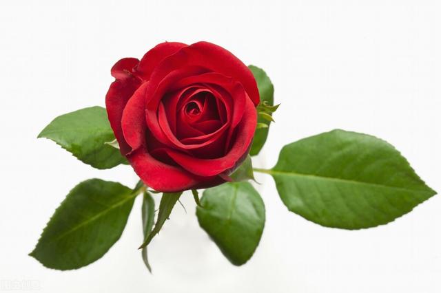 送女朋友玫瑰花送多少朵合适，送玫瑰给女朋友几朵合适（玫瑰花送几朵代表什么）