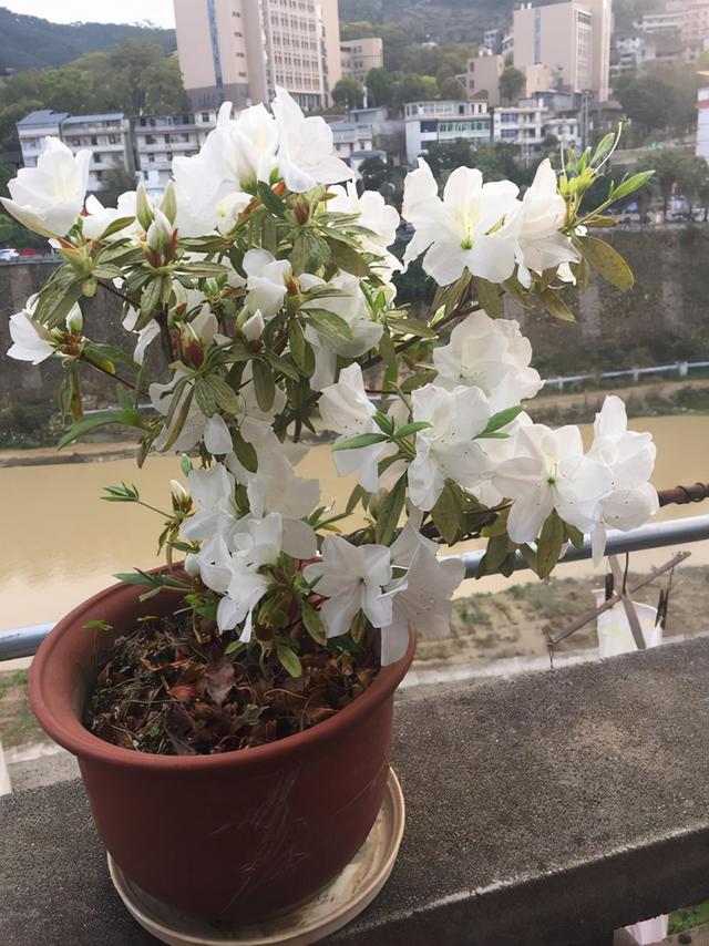 地狱花的花语是什么，地狱花园2021（12种“小毒花”）