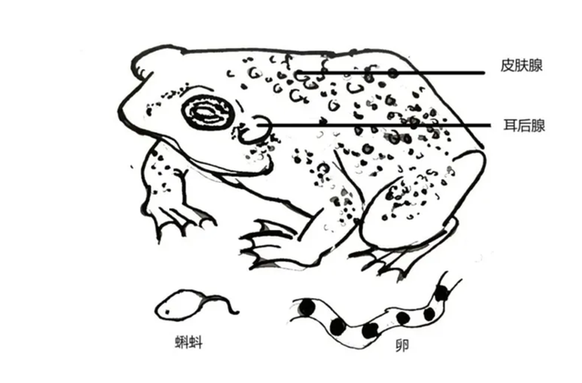 蟾蜍有毒吗，很多人或许都觉得很意外（红色的蟾蜍有毒吗）