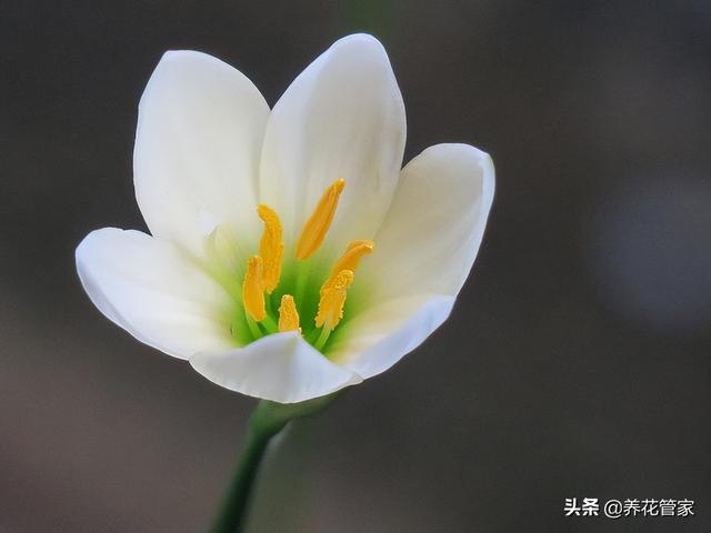 兰花寓意代表什么意思，十种常见的兰花花语