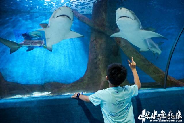 在合肥海洋世界 感受酷暑里的蓝色清凉