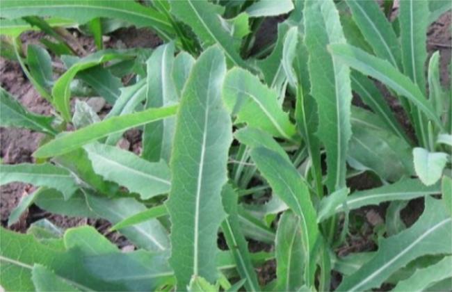 农村能吃的100种野菜图片，有哪些野菜可以吃