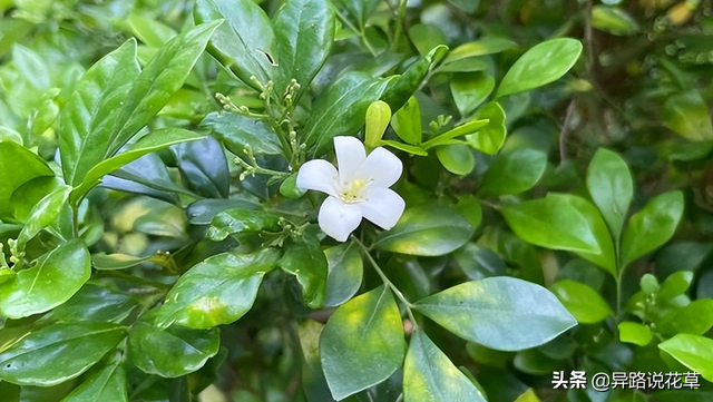 七里香花语，七里香花语象征与寓意（七里香：七里香歌好听）