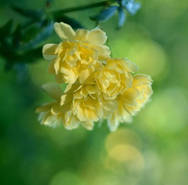 木香花为什么叫鬼招手，木香花为什么不能种（黄木香花，鬼招手）