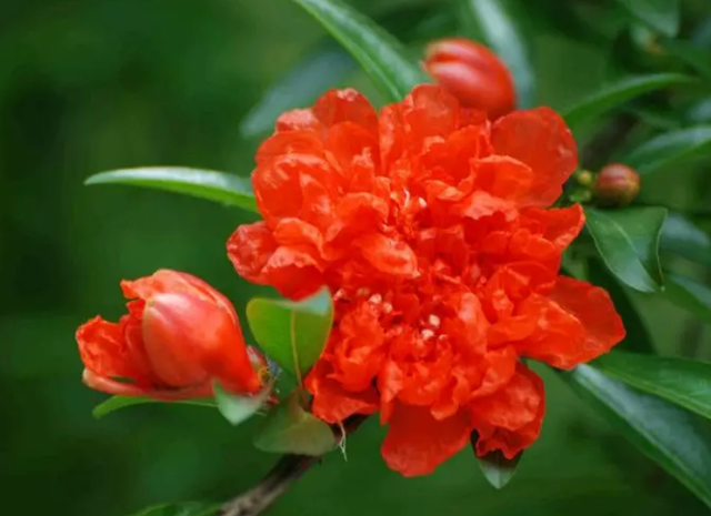 六月开什么花，六月开什么花图片（这几种在6月盛开的花）