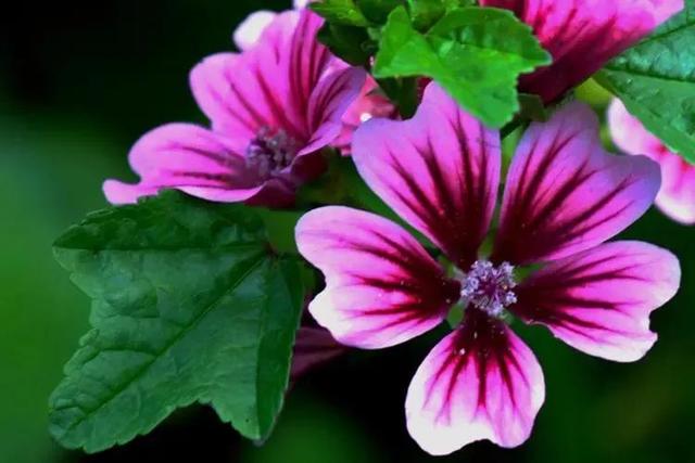 锦葵花寓意，锦葵花花语是什么（小巧精致的锦葵花）