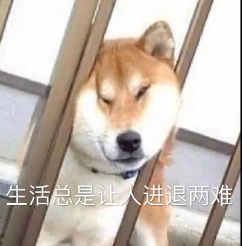 秀一波沙雕可爱的表情包「嗯，肚子还小，还能吃」北木，沙雕可爱小表情包（微信可爱沙雕表情包图片）