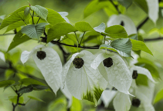 金花茶价格多少钱一斤，菊花茶价格多少钱一斤（这5种“花”可要谨慎购买）