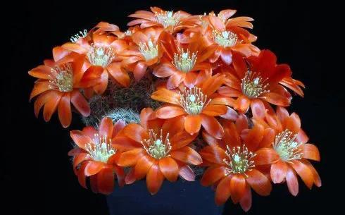 鲜花图片，鲜花图片下载 免费（分享图片：60款精美花卉图）