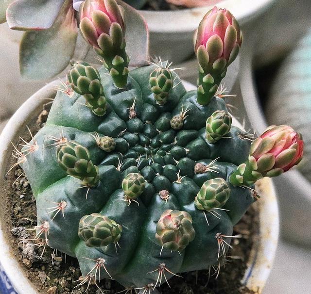 仙人掌不是花，没法让人捧在手心上。，仙人掌有什么品种（花大色艳开满了图片）