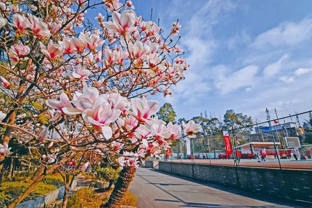 成都现代职业学校，成都市现代计算机职业技术学校有哪些专业（我的大学不是梦⑥——成都市现代职业技术学校单招喜报）