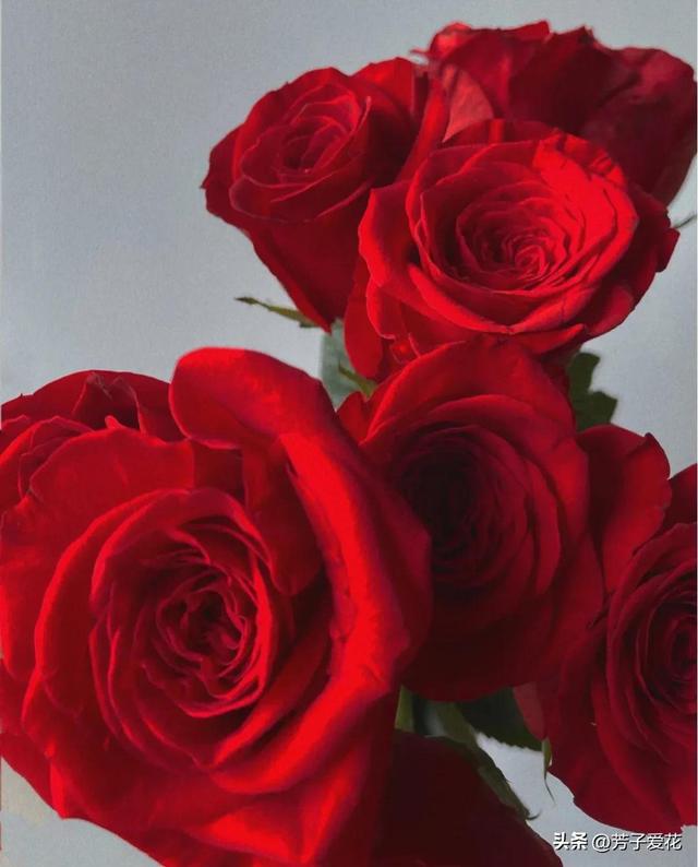 紫玫瑰代表什么，紫色玫瑰代表什么意思（各不相同的红色——十五种经典的红玫瑰）