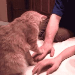 如何从猫咪的肉垫看出性格，猫咪的肉垫形状