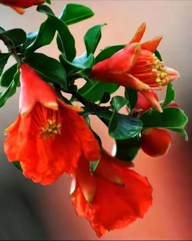 描写红色的诗句，十首红色诗词有哪些（五月吟红诗十首）