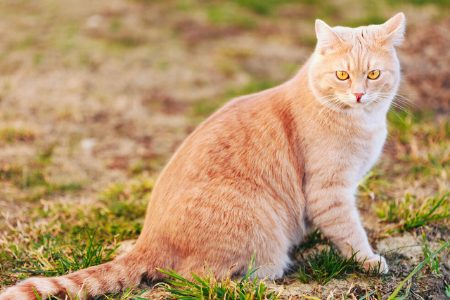 猫咪多大算成猫，猫多大算成年（猫咪一生发生的5个变化）