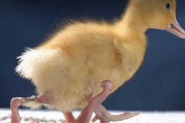 所有十大变异双头动物，独眼鲨……这些神奇的变异生物真的存在吗