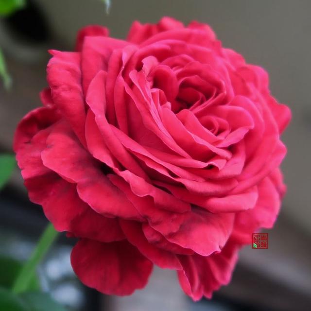 梦露和艾莎月季的区别，月季梦露百科（12种大花月季）