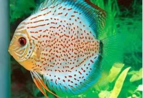 100多种神仙鱼欣赏，鳕鱼图片大全