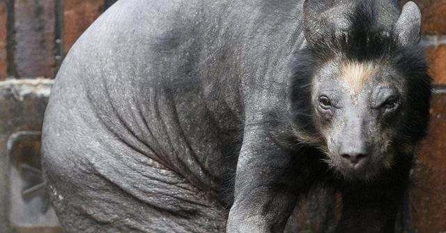 切尔诺贝利食人巨鼠，切尔诺贝利的食人巨鼠是真的吗（前苏联切尔诺贝利巨鼠是真的吗）