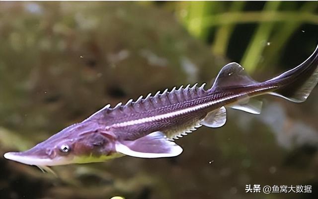 野生鲫鱼一斤多少元，2021鲫鱼多少钱一斤今日鱼价（黑龙江渔民捕获1028斤大鱼）