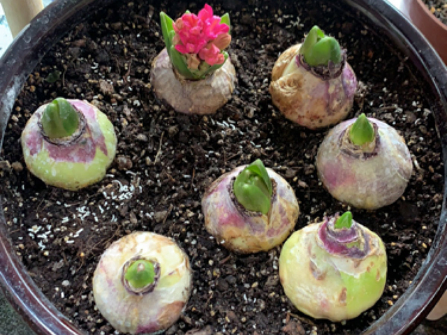 春天开的花有哪些，春天开的花有哪些是白色的（现在养正是开花好时候）