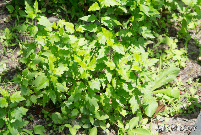 春天能吃的野菜大全，春天都有哪些野菜可以吃（送你63种野菜大图鉴）