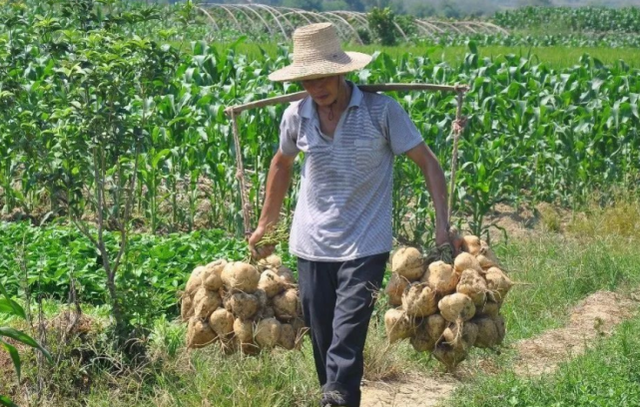 凉瓜是什么瓜，杜阮凉瓜是什么瓜（曾是零食也是蔬菜）